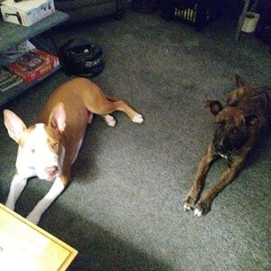 Meet your Posher, Freddie